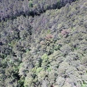 Photo of SOLD!!  5 Acres of Residential Land For Sale in Dinwiddie County VA!