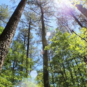 Photo of SOLD!!  5 Acres of Residential Land For Sale in Dinwiddie County VA!