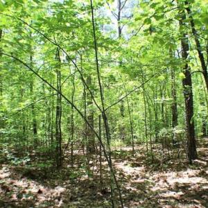 Photo of SOLD!!  5 Acres of Residential Land For Sale in Dinwiddie County VA!