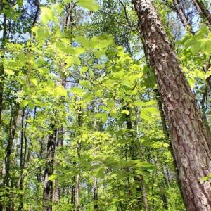 Photo of SOLD!!  5 Acres of Residential Land For Sale in Dinwiddie County VA!