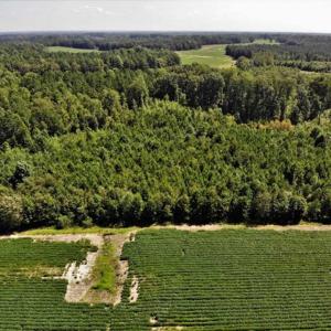 Photo of SOLD!!  21.98 Acres of Farming Hunting and Residential Land for Sale in Halifax County NC!