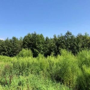 Photo of SOLD!!  21.98 Acres of Farming Hunting and Residential Land for Sale in Halifax County NC!