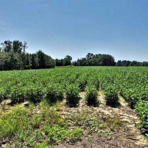 Photo of SOLD!!  21.98 Acres of Farming Hunting and Residential Land for Sale in Halifax County NC!