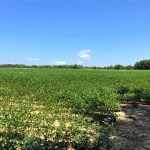 Photo of SOLD!!  21.98 Acres of Farming Hunting and Residential Land for Sale in Halifax County NC!