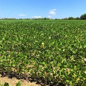 Photo of SOLD!!  21.98 Acres of Farming Hunting and Residential Land for Sale in Halifax County NC!