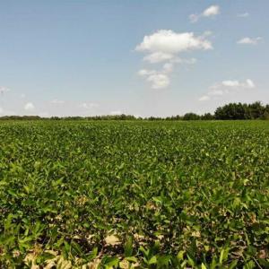 Photo of SOLD!!  21.98 Acres of Farming Hunting and Residential Land for Sale in Halifax County NC!