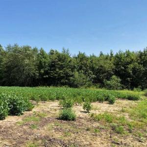 Photo of SOLD!!  21.98 Acres of Farming Hunting and Residential Land for Sale in Halifax County NC!