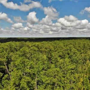 Photo of 10 acres of Timber and Residential Land for Sale in Suffolk County VA!