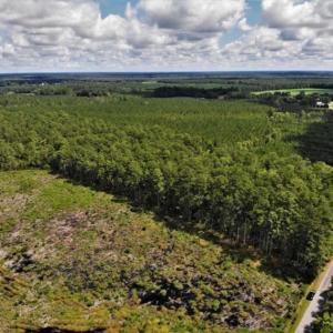 Photo of 10 acres of Timber and Residential Land for Sale in Suffolk County VA!