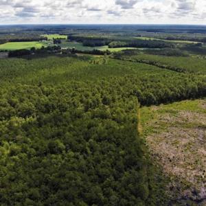 Photo of 10 acres of Timber and Residential Land for Sale in Suffolk County VA!