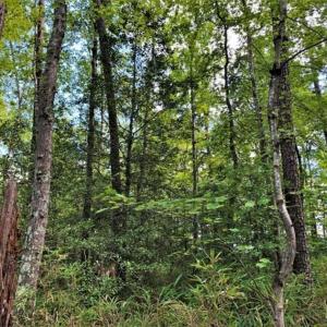 Photo of 10 acres of Timber and Residential Land for Sale in Suffolk County VA!