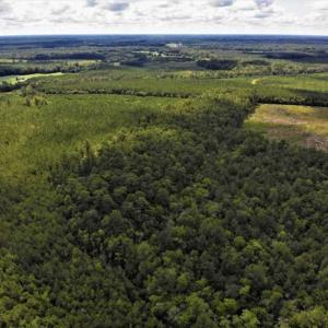 Photo of 10 acres of Timber and Residential Land for Sale in Suffolk County VA!