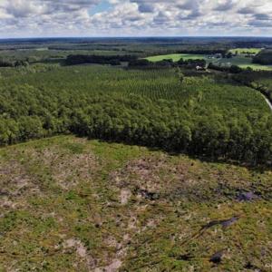 Photo of 10 acres of Timber and Residential Land for Sale in Suffolk County VA!