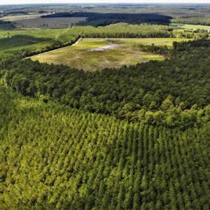 Photo of 10 acres of Timber and Residential Land for Sale in Suffolk County VA!