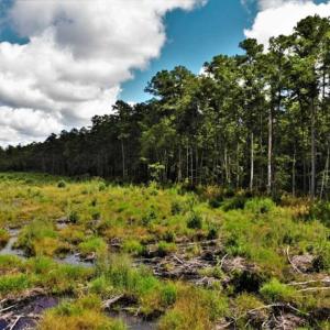 Photo of 10 acres of Timber and Residential Land for Sale in Suffolk County VA!