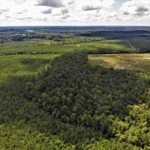 Photo of 10 acres of Timber and Residential Land for Sale in Suffolk County VA!