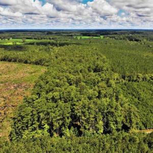 Photo of 10 acres of Timber and Residential Land for Sale in Suffolk County VA!