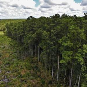 Photo of 10 acres of Timber and Residential Land for Sale in Suffolk County VA!