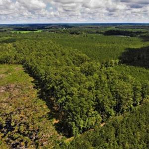 Photo of 10 acres of Timber and Residential Land for Sale in Suffolk County VA!