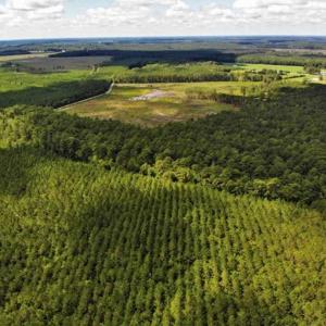 Photo of 10 acres of Timber and Residential Land for Sale in Suffolk County VA!
