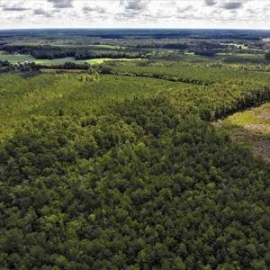 Photo of 10 acres of Timber and Residential Land for Sale in Suffolk County VA!