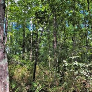 Photo of 10 acres of Timber and Residential Land for Sale in Suffolk County VA!