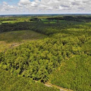Photo of 10 acres of Timber and Residential Land for Sale in Suffolk County VA!