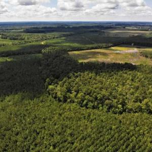 Photo of 10 acres of Timber and Residential Land for Sale in Suffolk County VA!