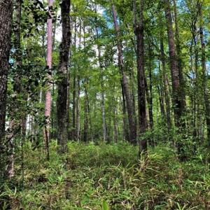 Photo of 10 acres of Timber and Residential Land for Sale in Suffolk County VA!