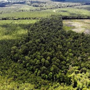 Photo of 10 acres of Timber and Residential Land for Sale in Suffolk County VA!