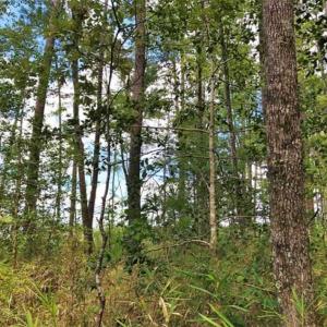 Photo of 10 acres of Timber and Residential Land for Sale in Suffolk County VA!
