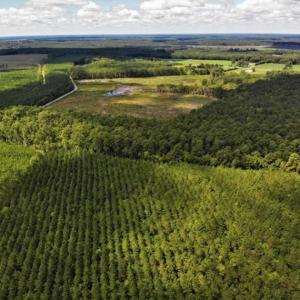 Photo of 10 acres of Timber and Residential Land for Sale in Suffolk County VA!