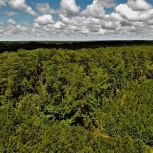 Photo of 10 acres of Timber and Residential Land for Sale in Suffolk County VA!
