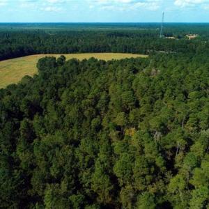 Photo of UNDER CONTRACT!!  18 Acres of  Timber and Hunting Land For Sale in Columbus County NC!