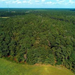 Photo of UNDER CONTRACT!!  18 Acres of  Timber and Hunting Land For Sale in Columbus County NC!
