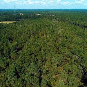 Photo of UNDER CONTRACT!!  18 Acres of  Timber and Hunting Land For Sale in Columbus County NC!
