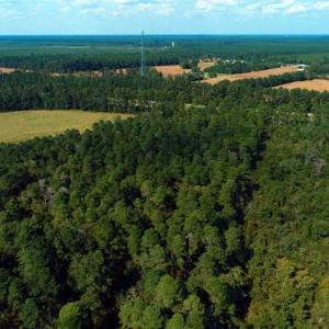 Photo of UNDER CONTRACT!!  18 Acres of  Timber and Hunting Land For Sale in Columbus County NC!