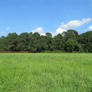 Photo of UNDER CONTRACT!!  18 Acres of  Timber and Hunting Land For Sale in Columbus County NC!