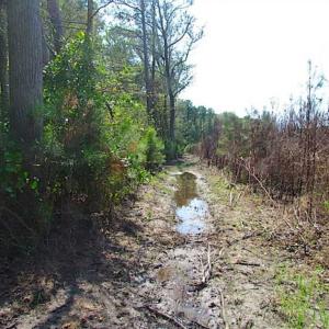 Photo of SOLD!!  36.5 Acres of Hunting Land for Sale in Accomack County Virginia!