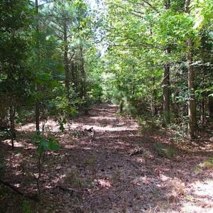 Photo of SOLD!!  36.5 Acres of Hunting Land for Sale in Accomack County Virginia!