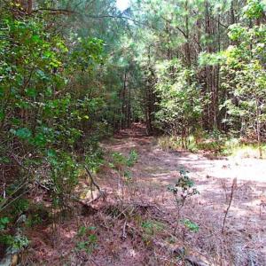 Photo of SOLD!!  36.5 Acres of Hunting Land for Sale in Accomack County Virginia!