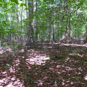 Photo of SOLD!!  36.5 Acres of Hunting Land for Sale in Accomack County Virginia!