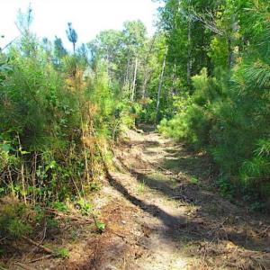 Photo of SOLD!!  36.5 Acres of Hunting Land for Sale in Accomack County Virginia!