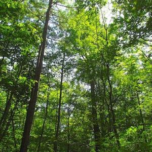 Photo of SOLD!!  36.5 Acres of Hunting Land for Sale in Accomack County Virginia!