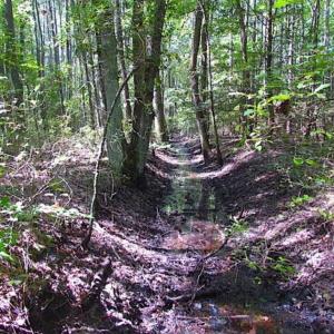 Photo of SOLD!!  36.5 Acres of Hunting Land for Sale in Accomack County Virginia!