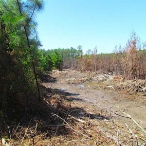 Photo of SOLD!!  36.5 Acres of Hunting Land for Sale in Accomack County Virginia!