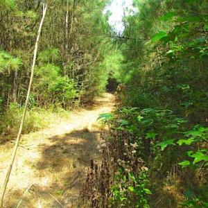 Photo of SOLD!!  36.5 Acres of Hunting Land for Sale in Accomack County Virginia!