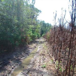 Photo of SOLD!!  36.5 Acres of Hunting Land for Sale in Accomack County Virginia!