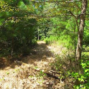 Photo of SOLD!!  36.5 Acres of Hunting Land for Sale in Accomack County Virginia!