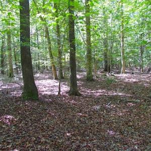 Photo of SOLD!!  36.5 Acres of Hunting Land for Sale in Accomack County Virginia!